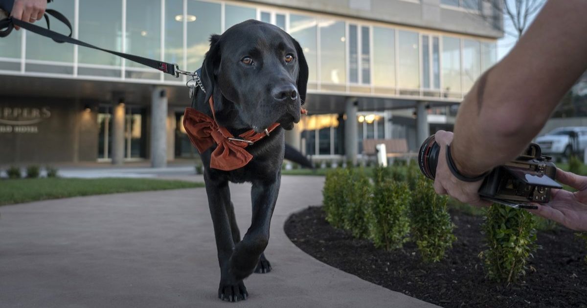 Geelong Top Dog Film Festival 2025