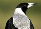 Swooping Season Victoria
