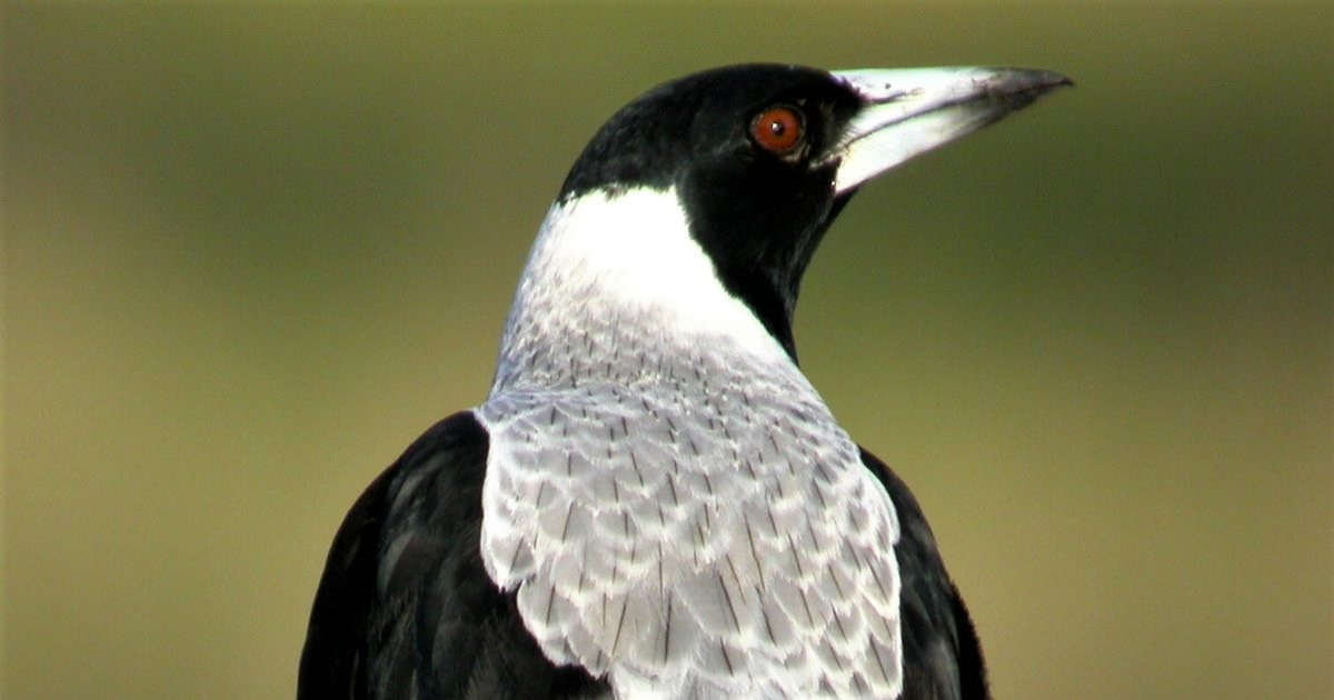 Swooping Season Victoria