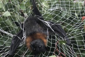 Illegal Fruit Netting