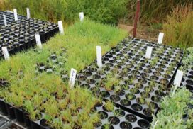 Native Nursery Expo