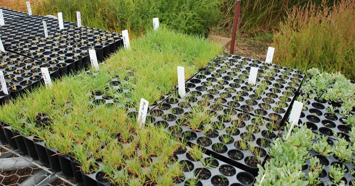 Native Nursery Expo