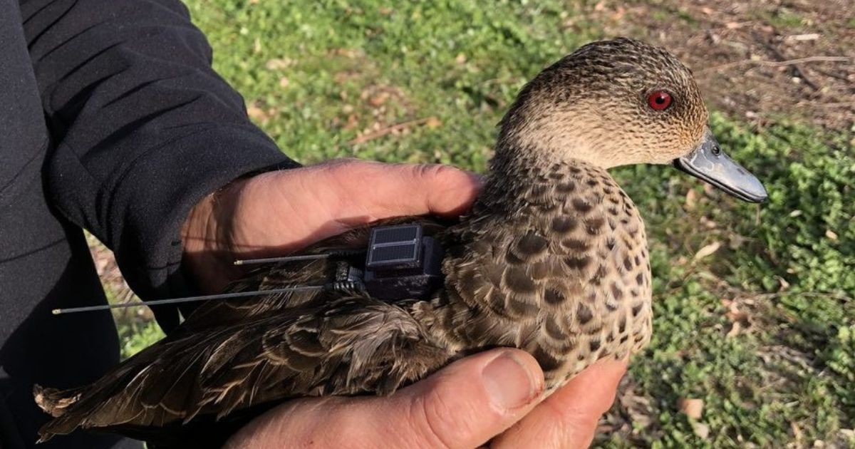 Victoria game duck tracking research