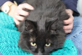 Kitten season adoption