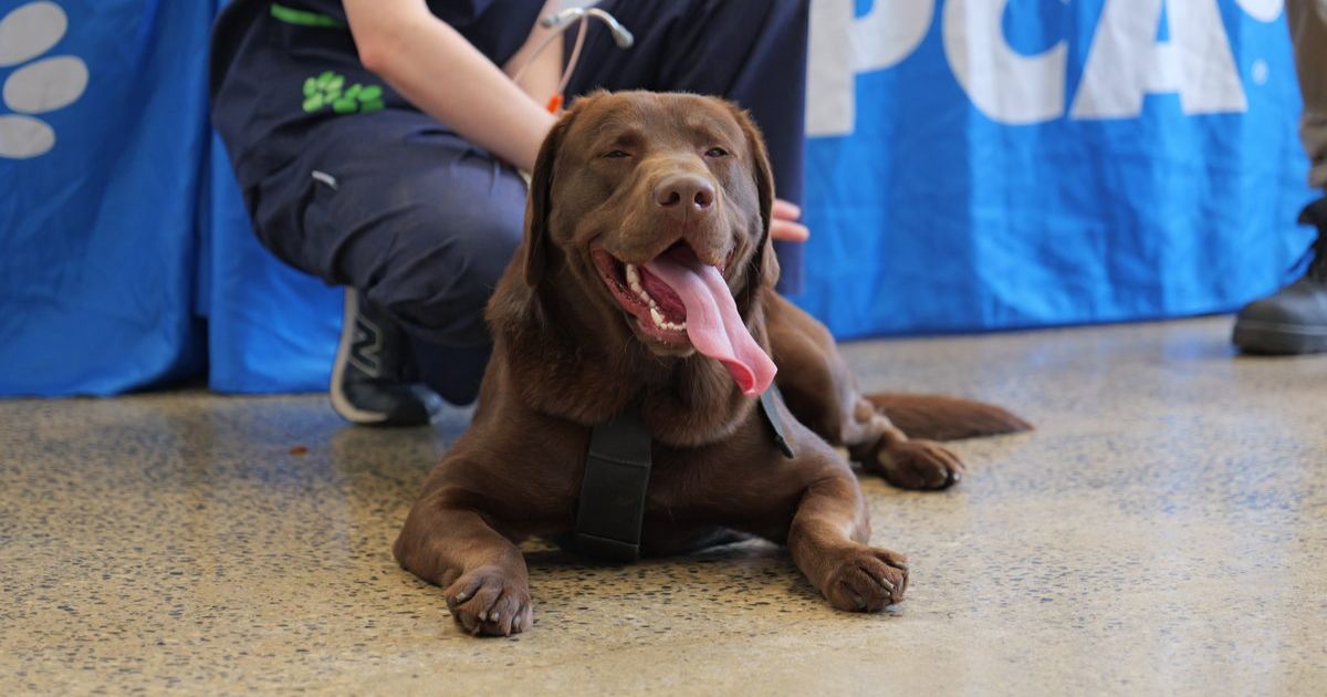 RSPCA pet helpline