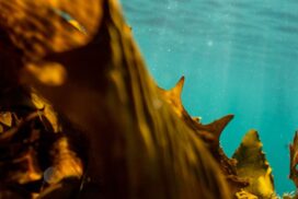 Southern Ocean gas exploration