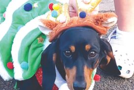 Dachshund Dash Geelong