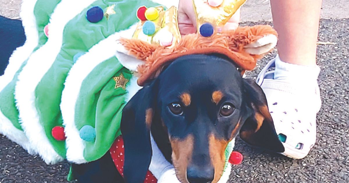 Dachshund Dash Geelong