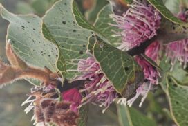 Hakea garden