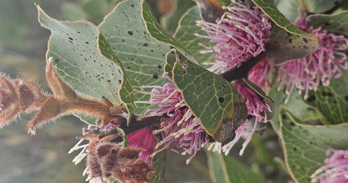 Hakea garden