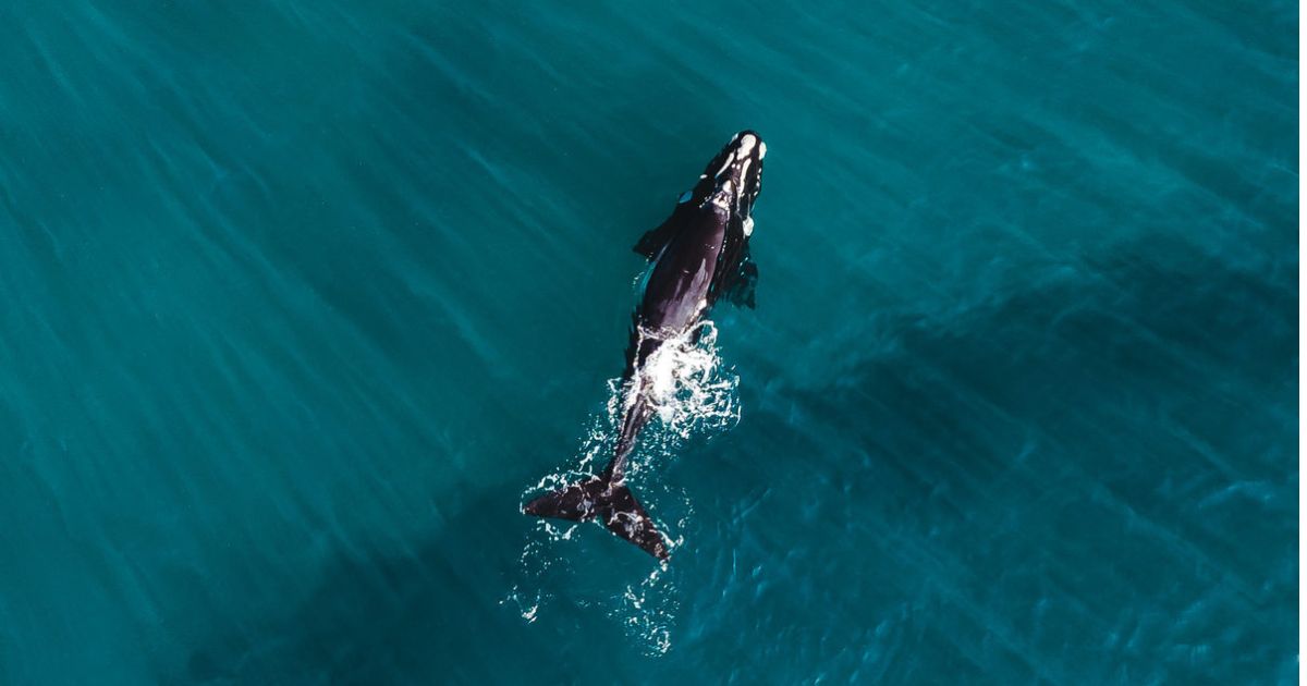 Southern right whales