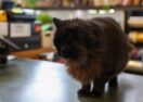 Geelong nursery cat