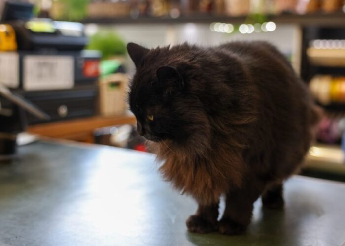 Geelong nursery cat