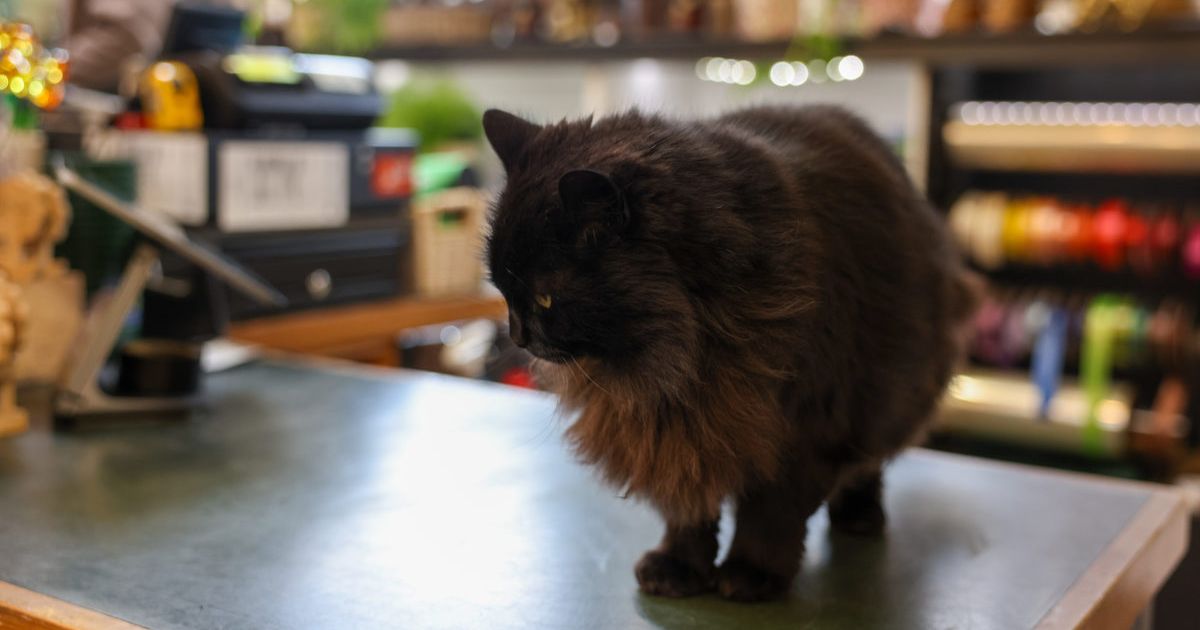 Geelong nursery cat