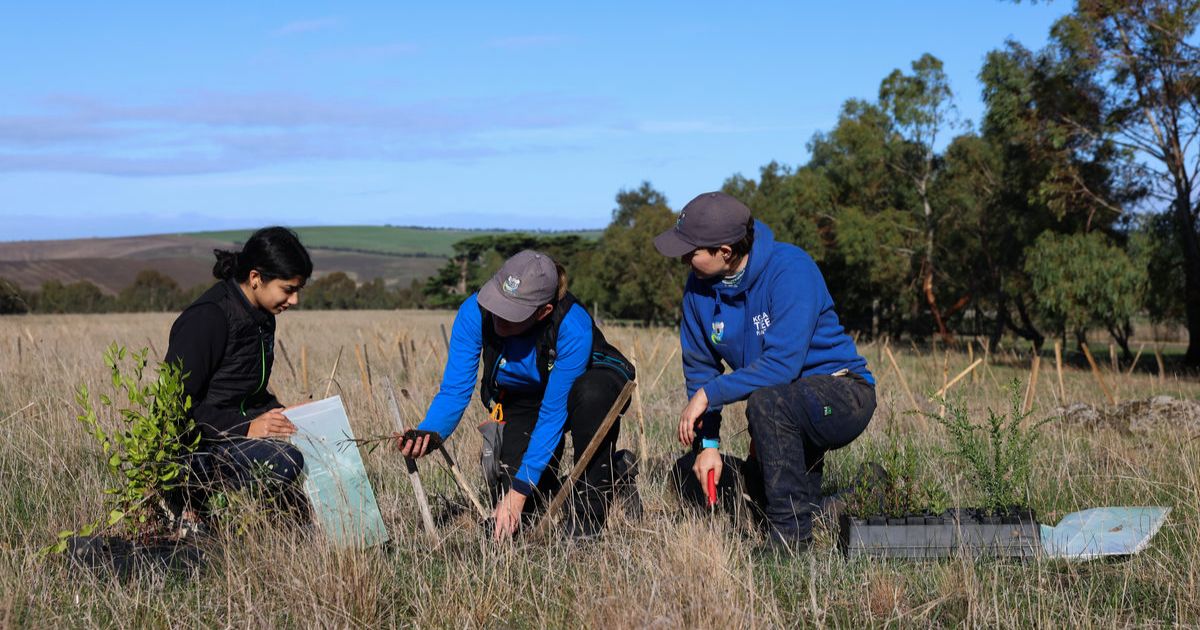 Barwon River koala conservation