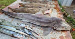 Victoria mulloway fishing rules