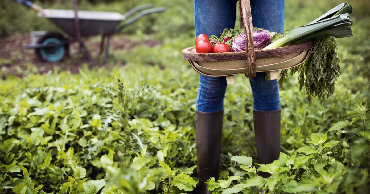 Golden Plains edible gardens