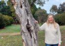 Linton Blue Tree