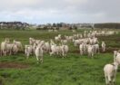 Meredith Dairy goat