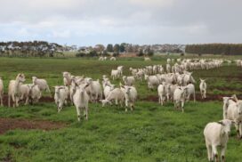 Meredith Dairy goat