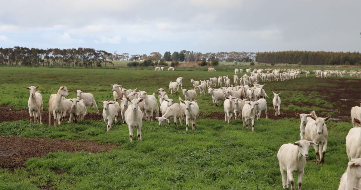 Meredith Dairy goat