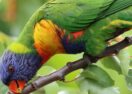 Aussie Bird Count