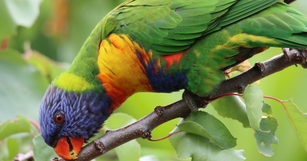 Aussie Bird Count