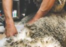Geelong Show shearing competition