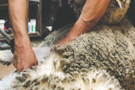 Geelong Show shearing competition