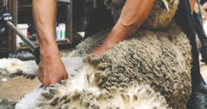 Geelong Show shearing competition