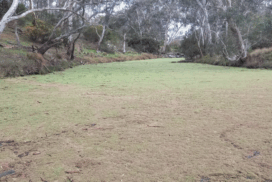 Moorabool River Azolla clean-up