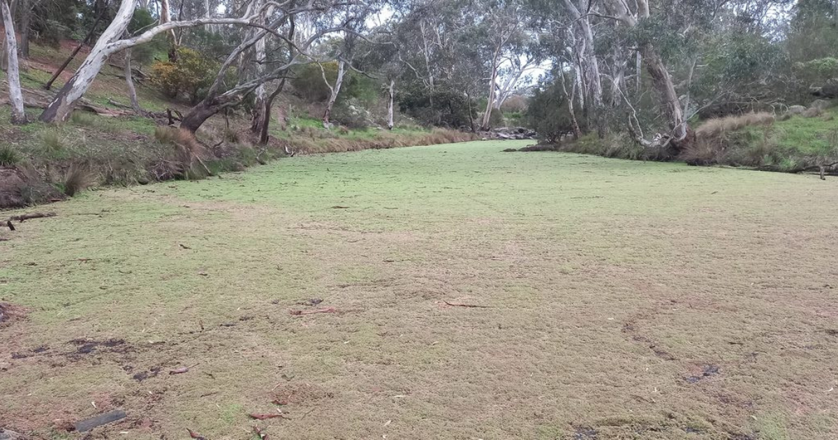 Moorabool River Azolla clean-up