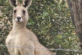 Bannockburn Wildlife Rescue GoFundMe