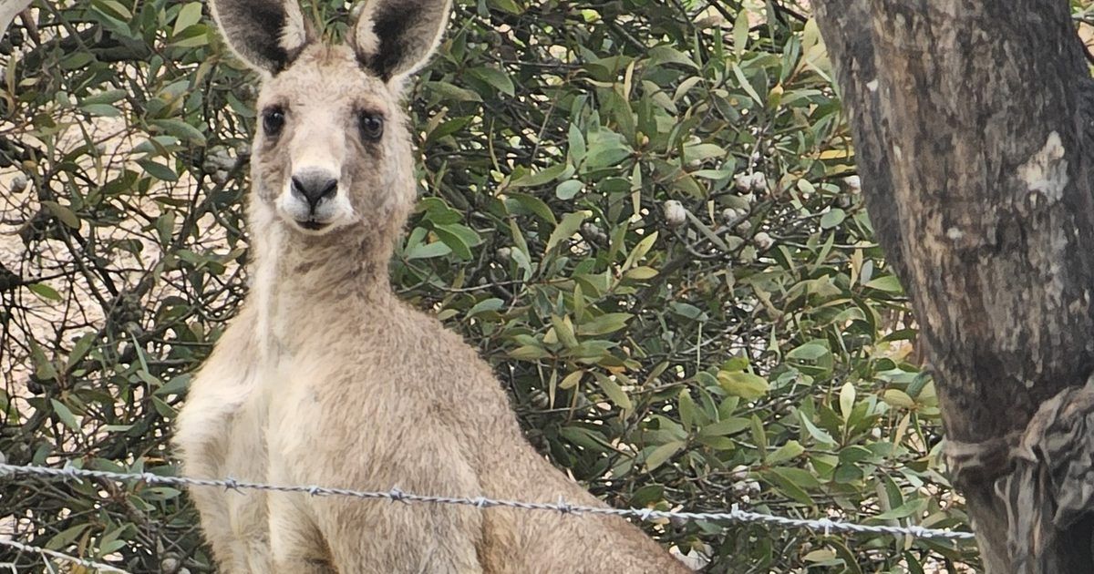 Bannockburn Wildlife Rescue GoFundMe
