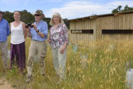 Lathams Snipe conservation