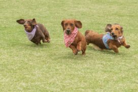 Inverleigh Dachshund Derby 2026