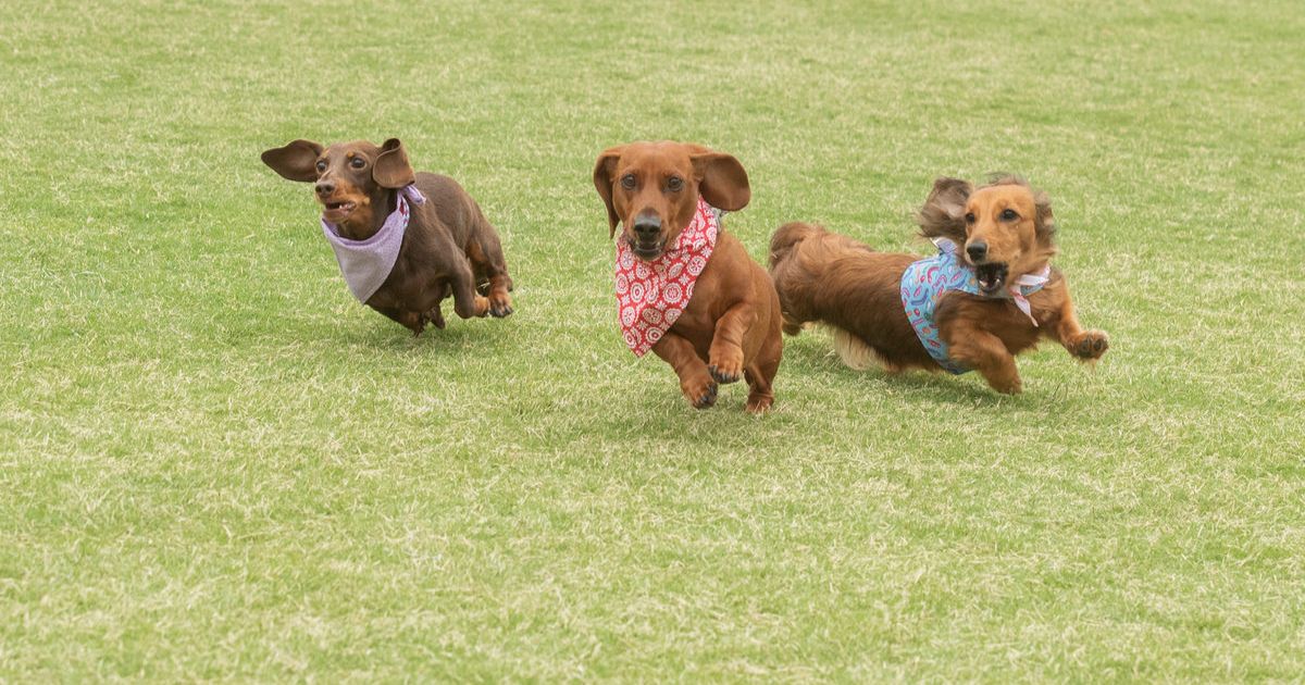 Inverleigh Dachshund Derby 2026