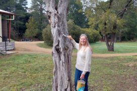 Linton Blue Tree Project