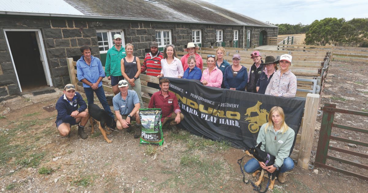 Working Dog Training