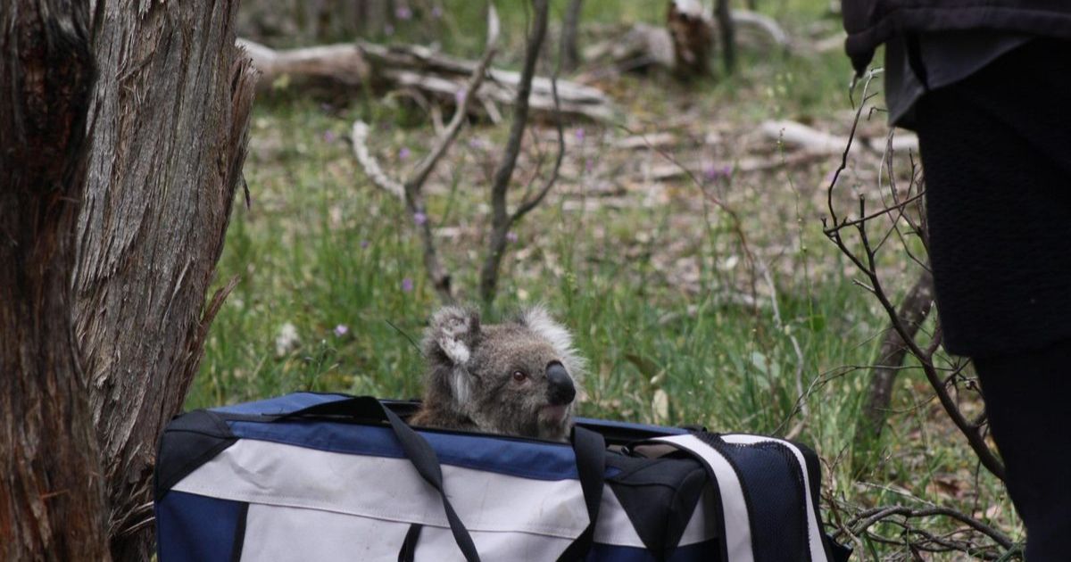 Australian wildlife tracking