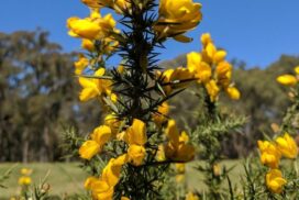 Community gorse control
