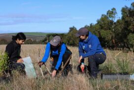 Koala habitat restoration