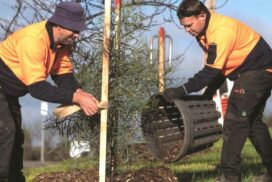 Bendigo tree planting