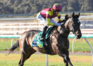 Fieldelo filly