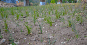 Bendigo Creek renewal