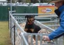 Australian Sheep Wool Show