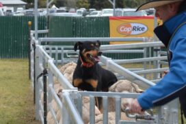 Australian Sheep Wool Show