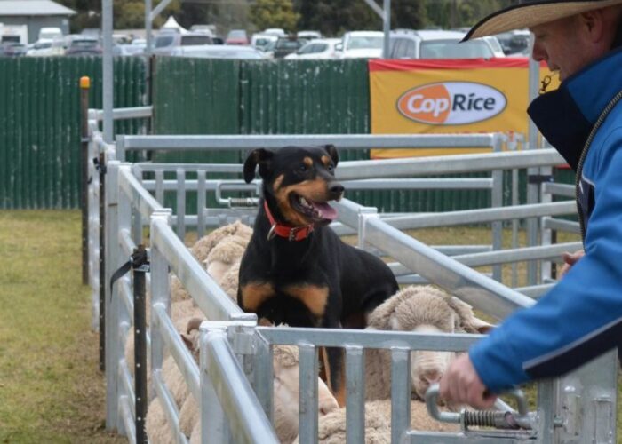 Australian Sheep Wool Show