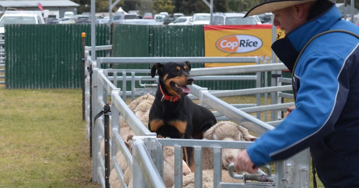 Australian Sheep Wool Show