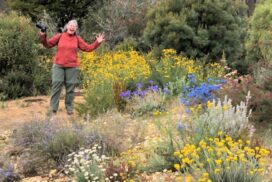 Australian native flower show